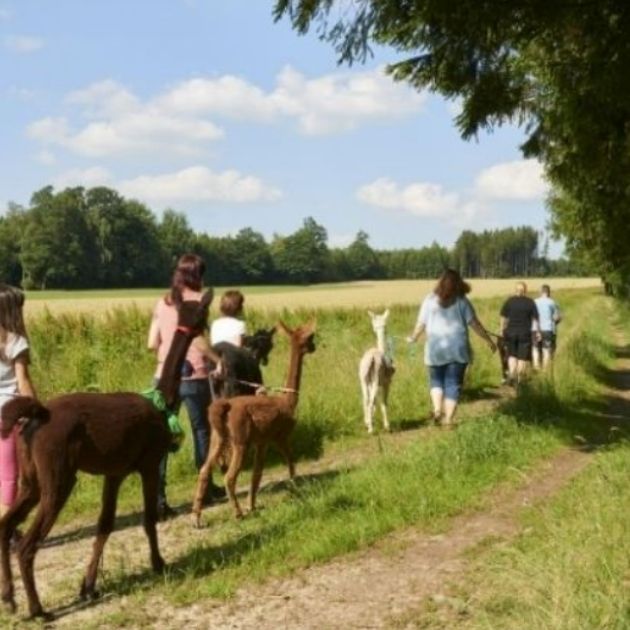 Kinder wandern mit Alpakas © Adbe Stock/Eugen