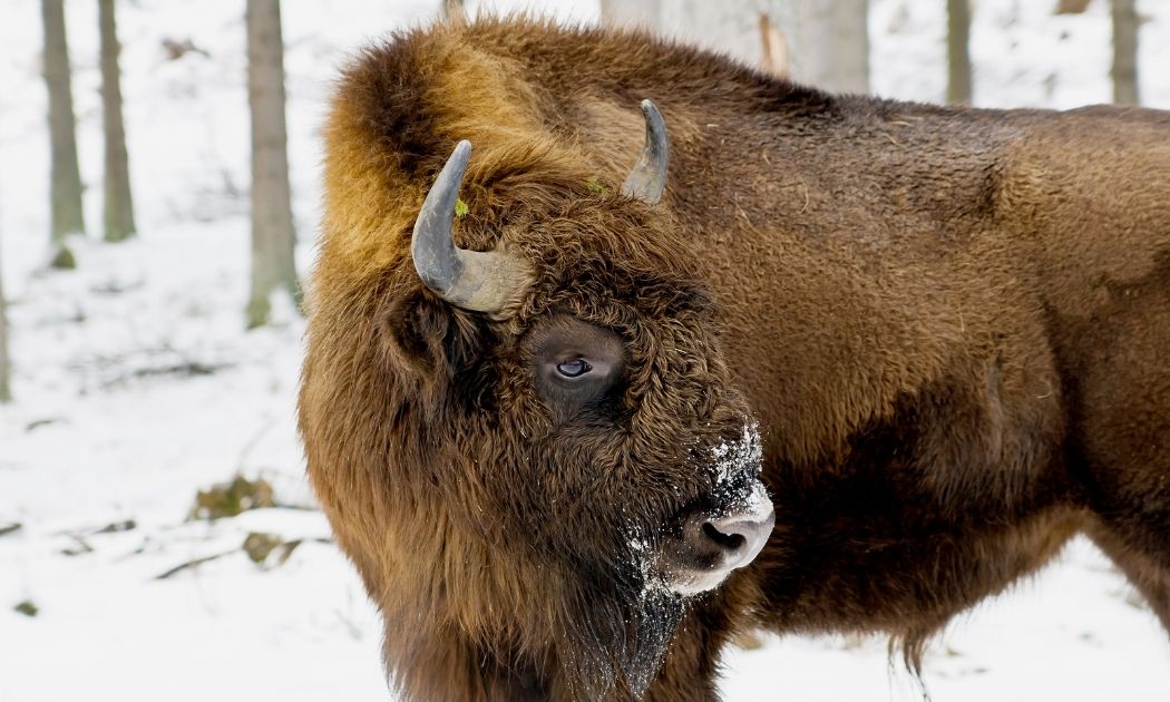Wisent © Wisent-Welt-Wittgenstein