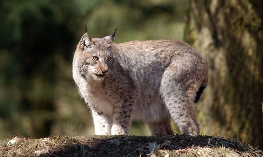 Luchs © Wildpark Gangelt