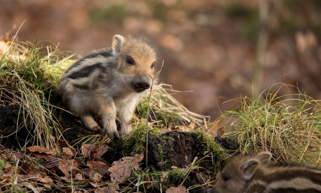 Frischling © Wildpark Vosswinkel