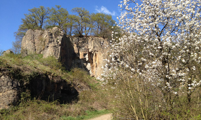 Frühlingserwachen im Siebengebirge / alle Fotos von Christoph Schrahe