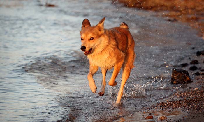 Hund am Rhein © Adobe Stock