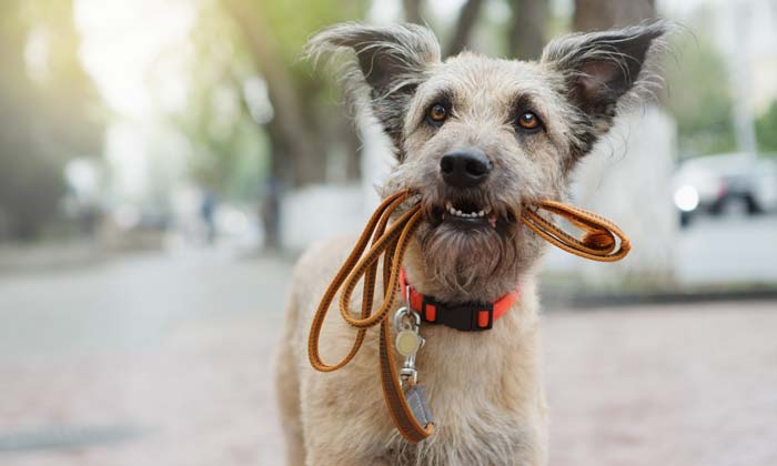 Hund mit Leine © Adobe Stock