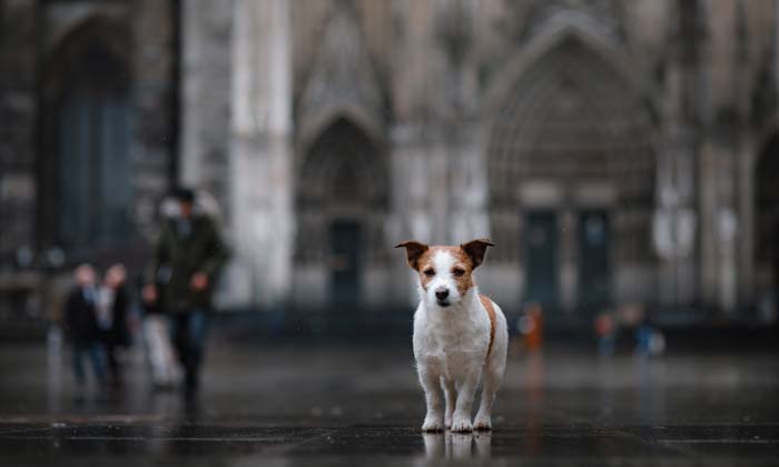 Hund vor dem Dom © Adobe Stock