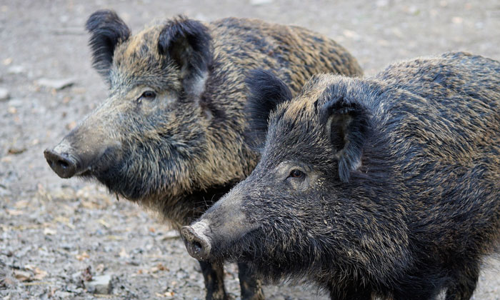 Wildschweine © Pixabay