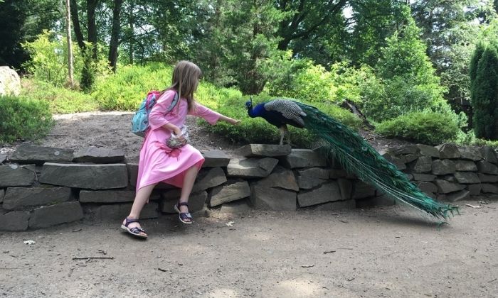 Pfau im Forstbotanischem Garten