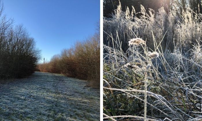 Sträucher und Gräser glitzern im winterlichen Raureif