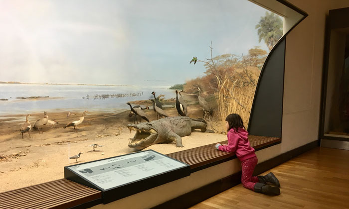 Die Dioramen im Museum Koenig begeistern nicht nur Kinder. Foto: Privat