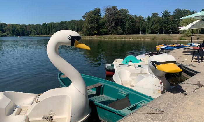 Schwäne am Kalscheurer Weiher © Sue Herrmann