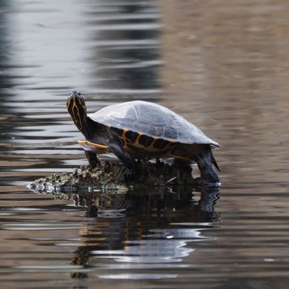 Schildkröten in Kölner Weihern © Sven von Loga