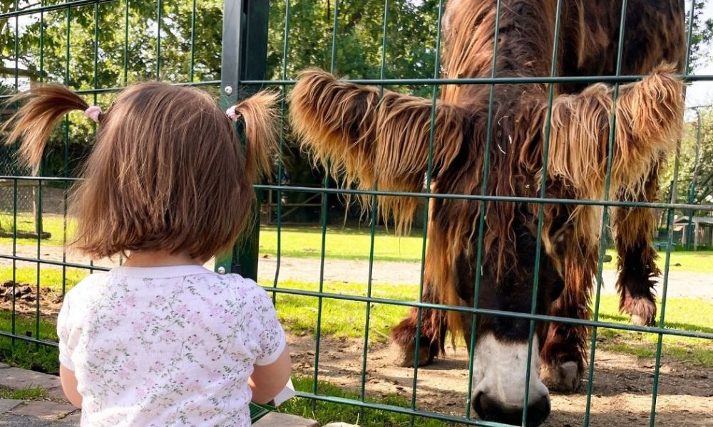 Kind und Esel © Gertrudenhof