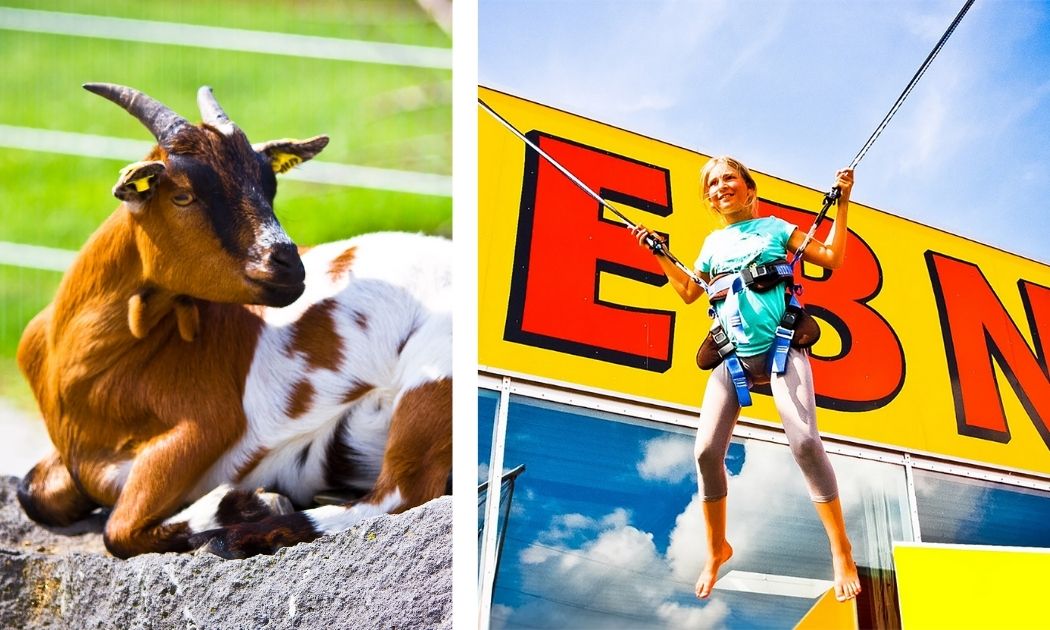 Ziege, Bungee-Trampolin © Tolli Park
