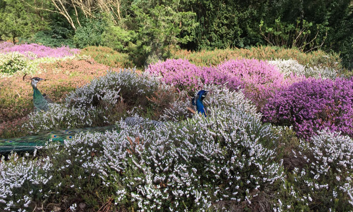 Forstbotanischer Garten © Claudia Berlinger