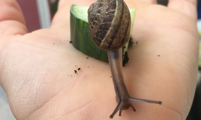 Wissenschaftliches Interesse an der Schnecke. © Claudia Berlinger