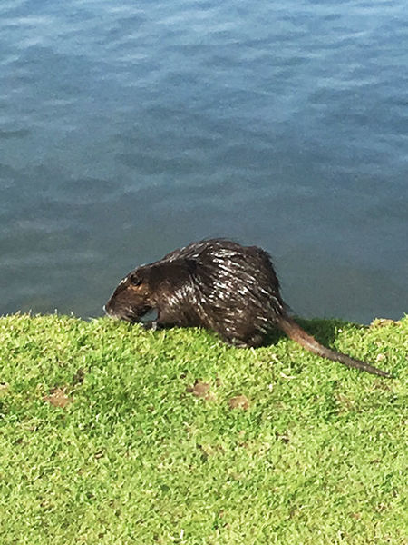 Ein Nutria lässt sich blicken