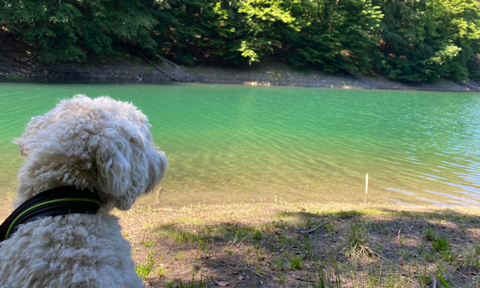 Entdeckertour mit Kind und Hund