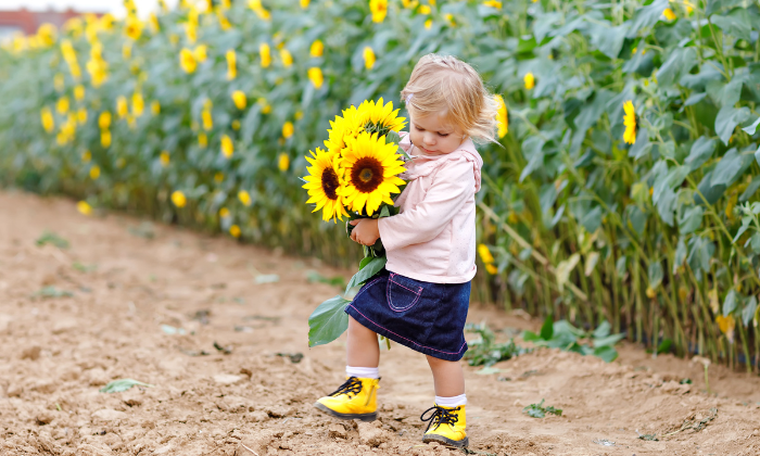 Nicht nur Sonnenblumen sind gefragt: Blumenfelder zum Selbstschneiden locken bereits Ende März mit anderen Sorten. ©  Irina Schmidt/AdobeStock