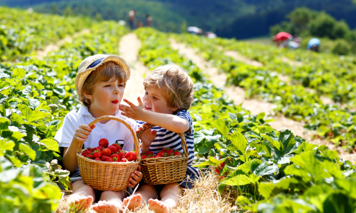 Das lockt auch Outdoor-Muffel vor die Tür: Erdbeeren selbst pflücken. © Irina Schmidt/Adobe Stock