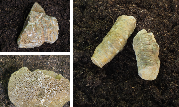 Fossilien aus dem Zeitalter Mitteldevon in der Eifel, etwa 360 Millionen Jahre alt. © Sven von Loga
