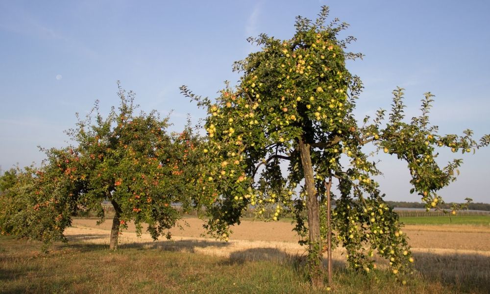 Entlang an Obst- und Gemüseplantagen © Rhein-Voreifel-Touristik e.V.