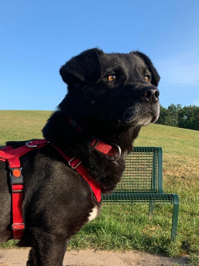 schwarzer Hund