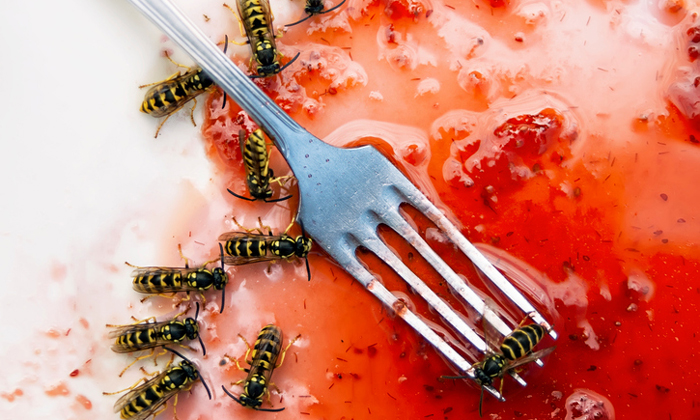 Wespen gehören zum Sommer dazu © victorass88/iStockphoto